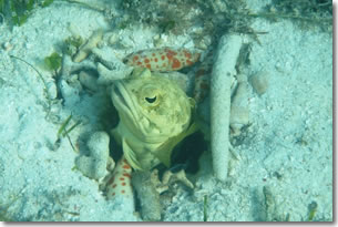 fish23