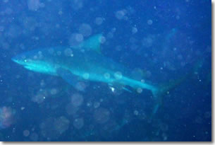 fish2