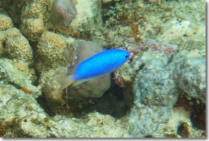 fish1