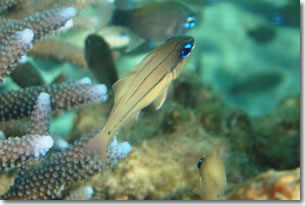 fish10
