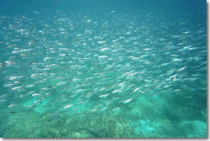 fish11