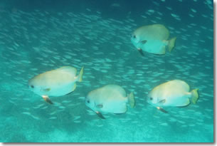 fish12