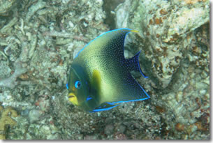 fish13