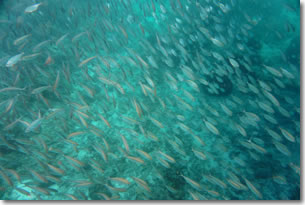 fish14