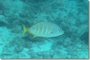 fish15