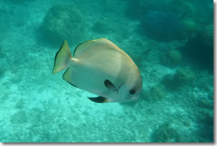 fish2