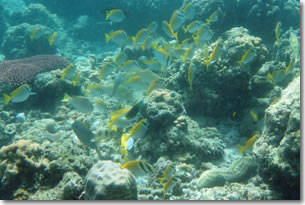 fish3