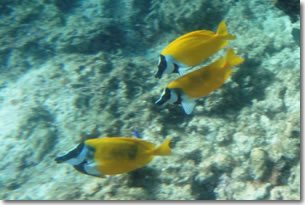 fish6