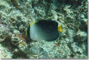 fish7