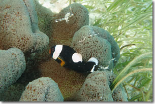 fish8
