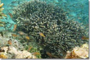 fish9