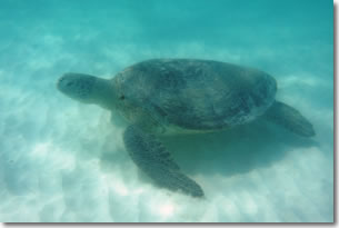 turtle1