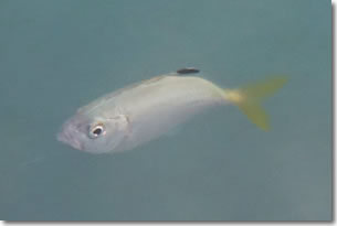 fish1